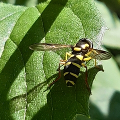 Xanthogramma pedissequum