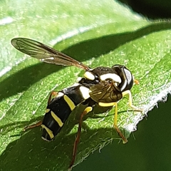 Xanthogramma pedissequum