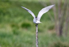 Sterna hirundo longipennis