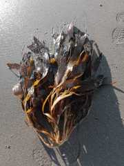 Lessonia trabeculata