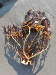 Lessonia trabeculata