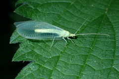 Nineta flava