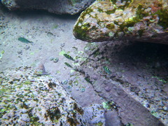 Abudefduf whitleyi