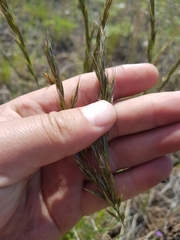 Helictochloa hookeri schelliana