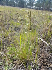 Helictochloa hookeri schelliana