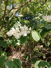 Syringa josikaea