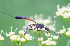 Gasteruption caucasicum