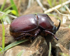 Phyllognathus dionysius