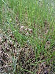 Eriophorum latifolium