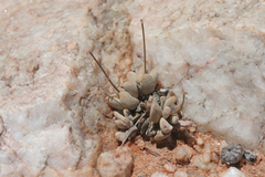 Crassula namaquensis
