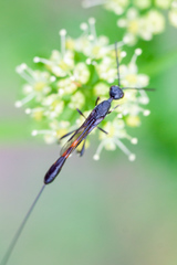 Gasteruption caucasicum