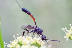 Gasteruption caucasicum