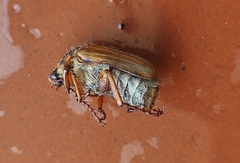 Amphimallon solstitiale solstitiale