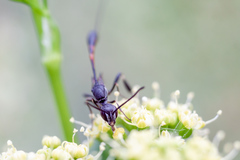 Gasteruption caucasicum