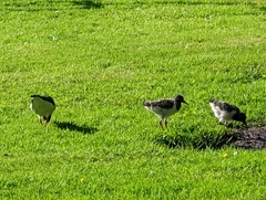 Haematopus ostralegus
