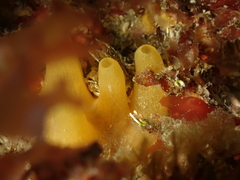 Polymastia boletiformis