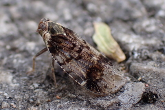Cixius cunicularius