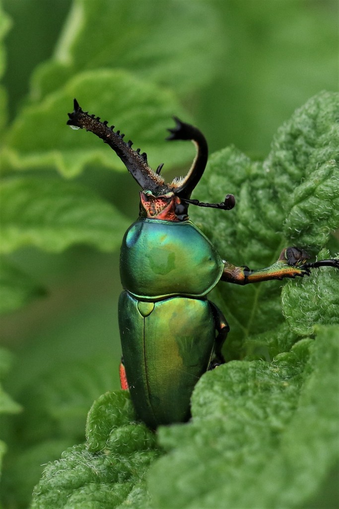 Lamprima