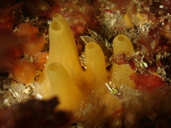 Polymastia boletiformis