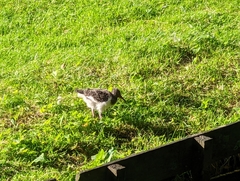 Haematopus ostralegus
