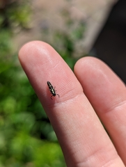 Propylea quatuordecimpunctata