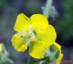 Verbascum coromandelianum