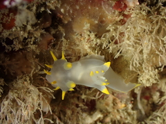 Polycera kernowensis