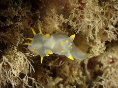 Polycera kernowensis