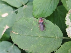 Cantharis rustica