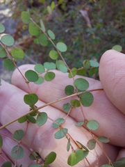 Bossiaea lenticularis