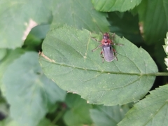 Cantharis rustica