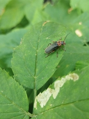 Cantharis rustica