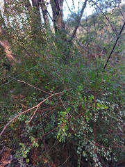 Bossiaea lenticularis