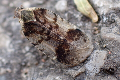Cixius cunicularius