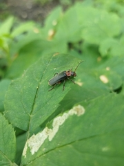 Cantharis rustica