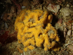 Axinella damicornis