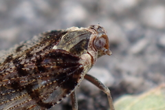 Cixius cunicularius