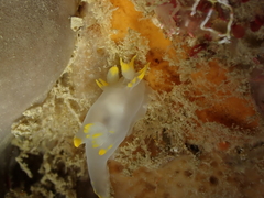 Polycera kernowensis