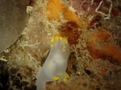 Polycera kernowensis