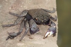 Episesarma versicolor