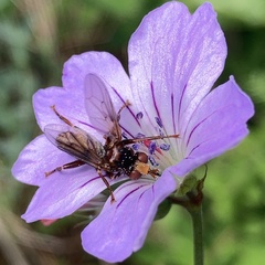 Sicus