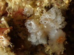Aplidium turbinatum