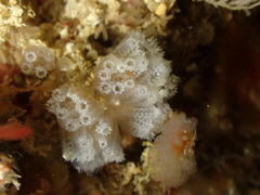 Aplidium turbinatum