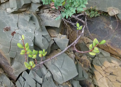 Crassula rogersii