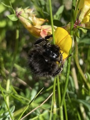 Bombus wurflenii
