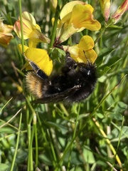 Bombus wurflenii