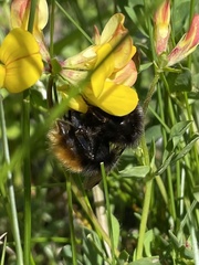 Bombus wurflenii