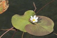 Nymphoides indica