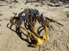 Lessonia trabeculata