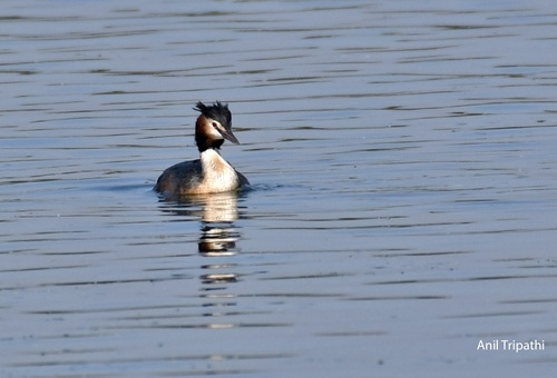 Great Crested Grebe